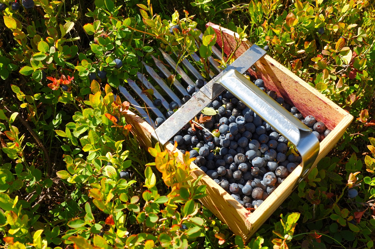 I sapori della Montagna Pistoiese