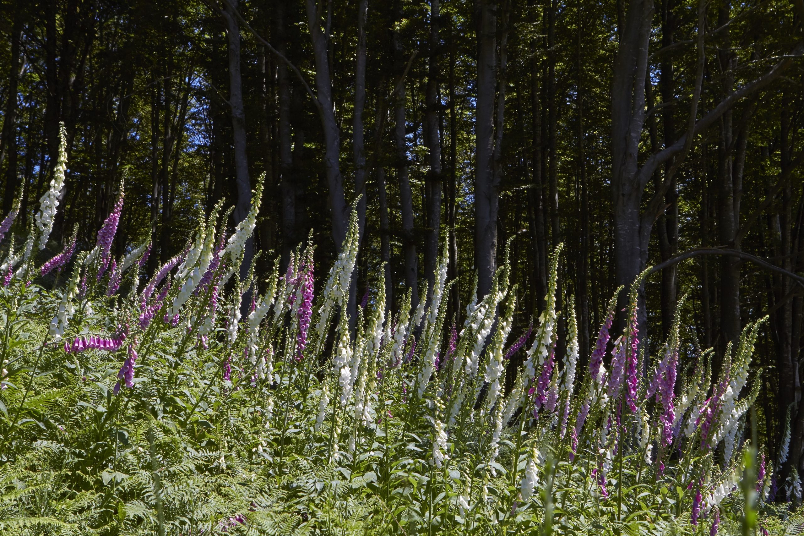 Acquerino Forest, a Biogenetic Reserve