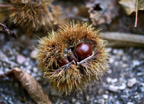 Le castagne della Montagna Pistoiese e il Molino di Giamba