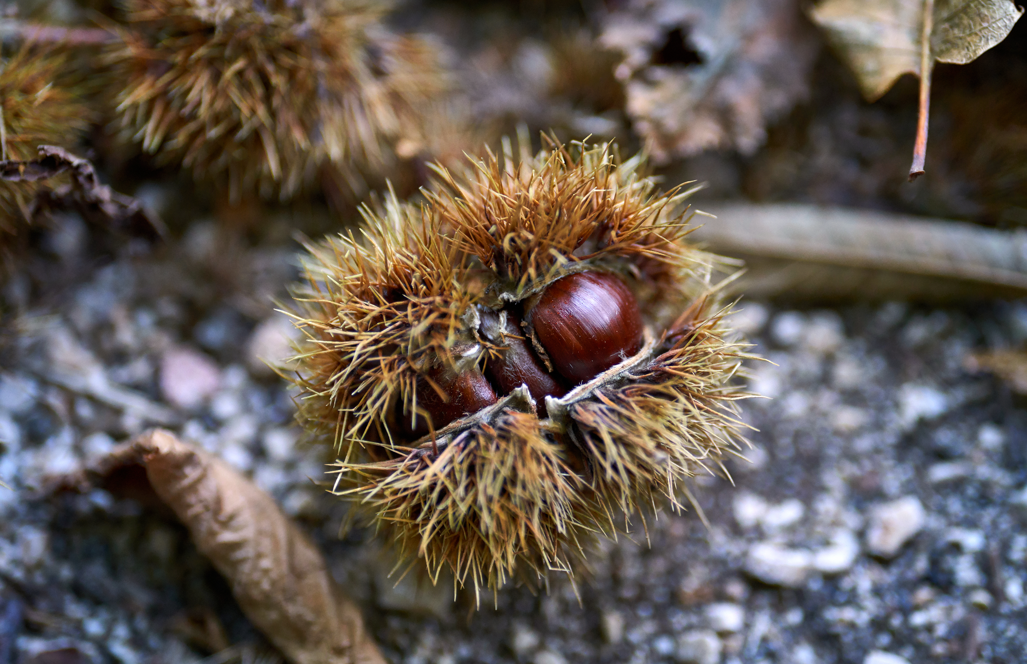 Le castagne della Montagna Pistoiese e il Molino di Giamba