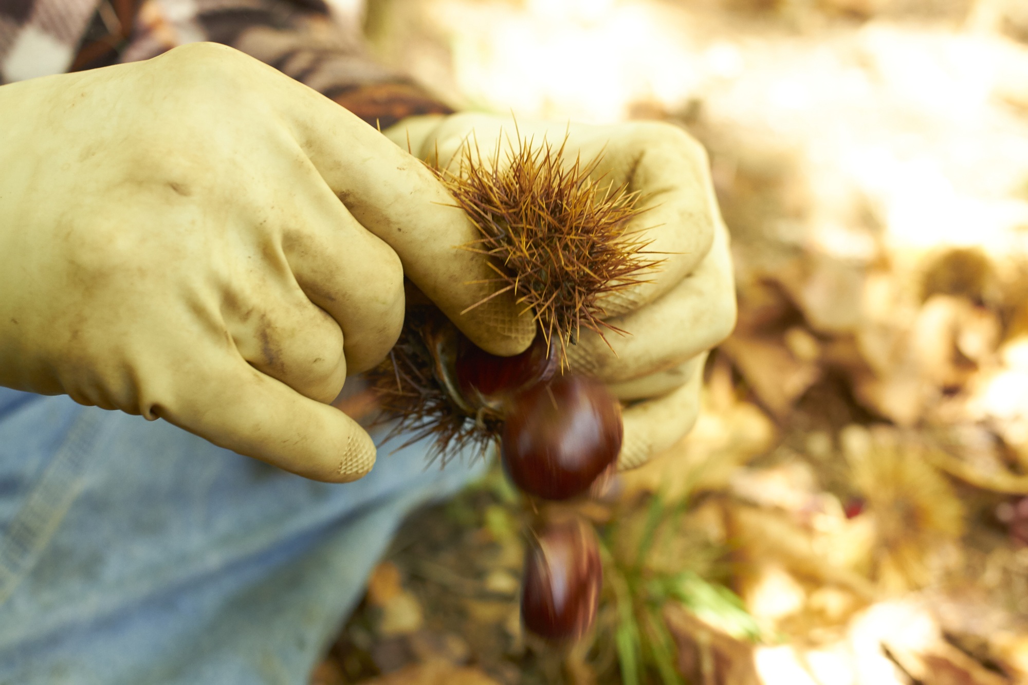 Le castagne della Montagna Pistoiese e il Molino di Giamba