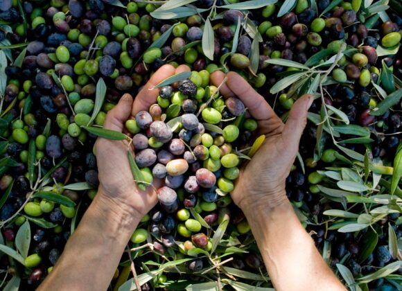 Sulla Strada dell’Olio e del Vino