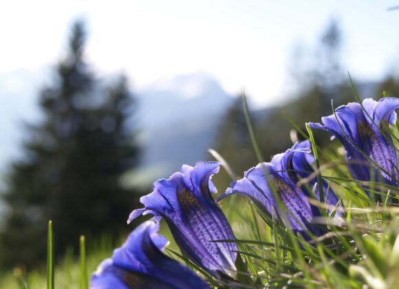 L’Orto Botanico Forestale di Abetone