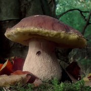 Una montagna di funghi – Mico escursioni
