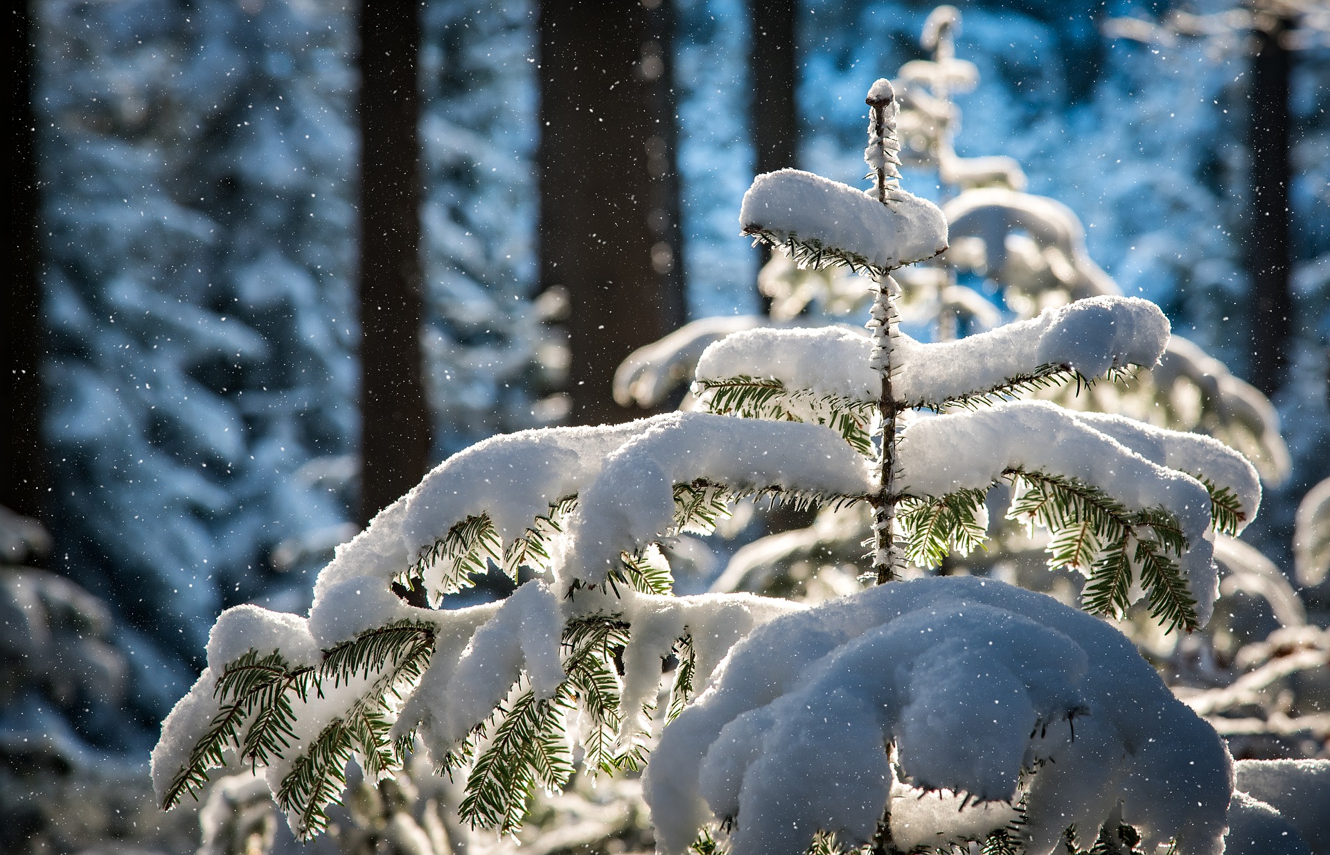 Natale sulla Montagna Pistoiese