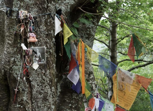 Albero con gli occhi, Orsigna