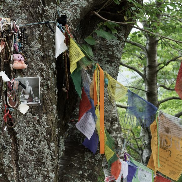 Albero con gli occhi, Orsigna