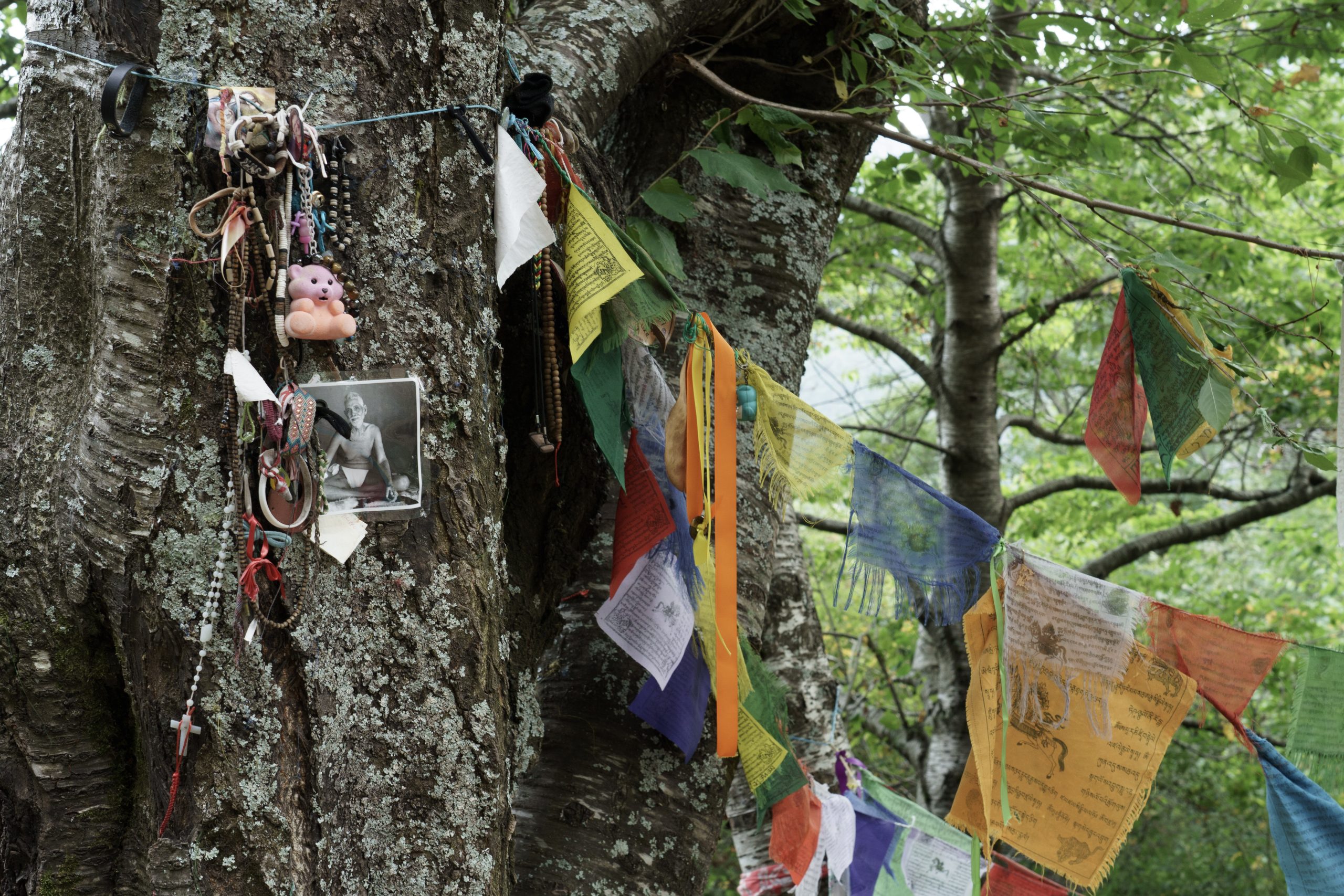 Albero con gli occhi, Orsigna