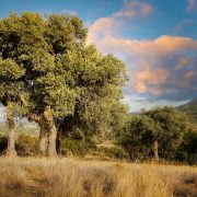 Camminando per sentieri  – Camminando tra Magia, olivi e colline