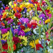 Festa dei fiori di Cutigliano 2024