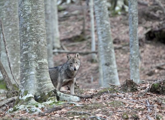Curiosità dal mondo animale