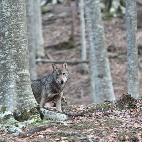 Curiosità dal mondo animale