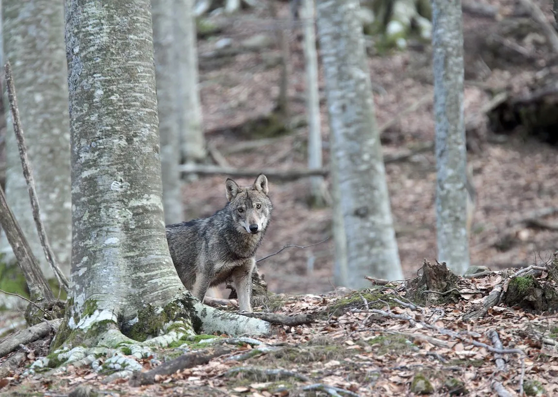 Curiosità dal mondo animale