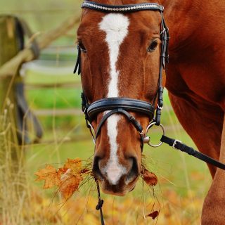 Cavallo fattoria