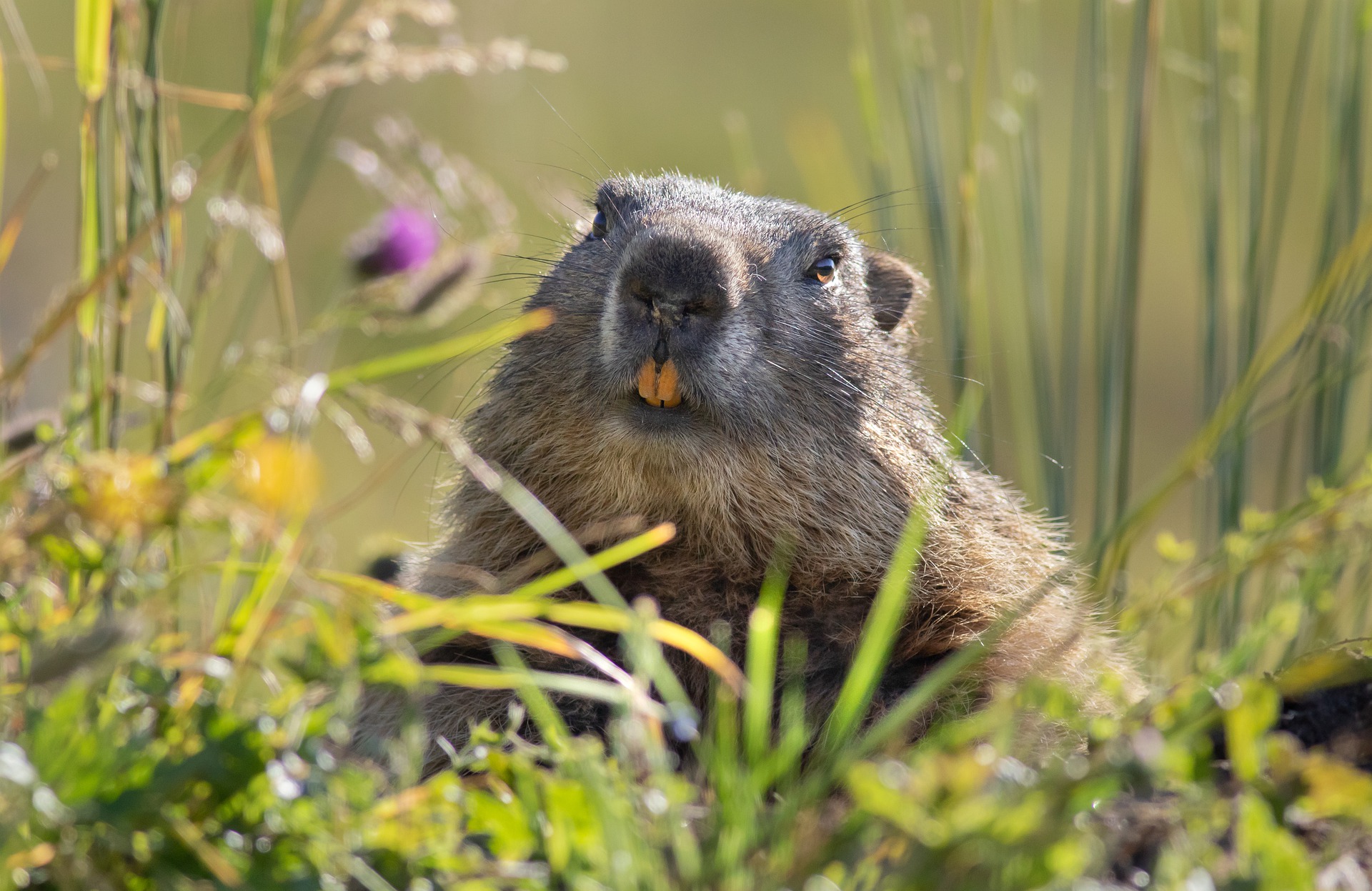 Marmotta