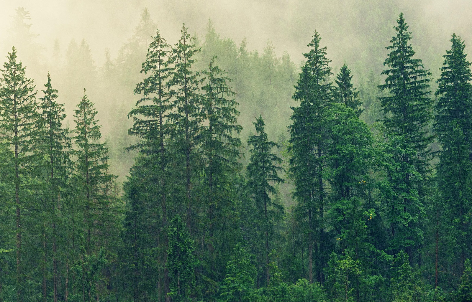abete rosso albero foresta