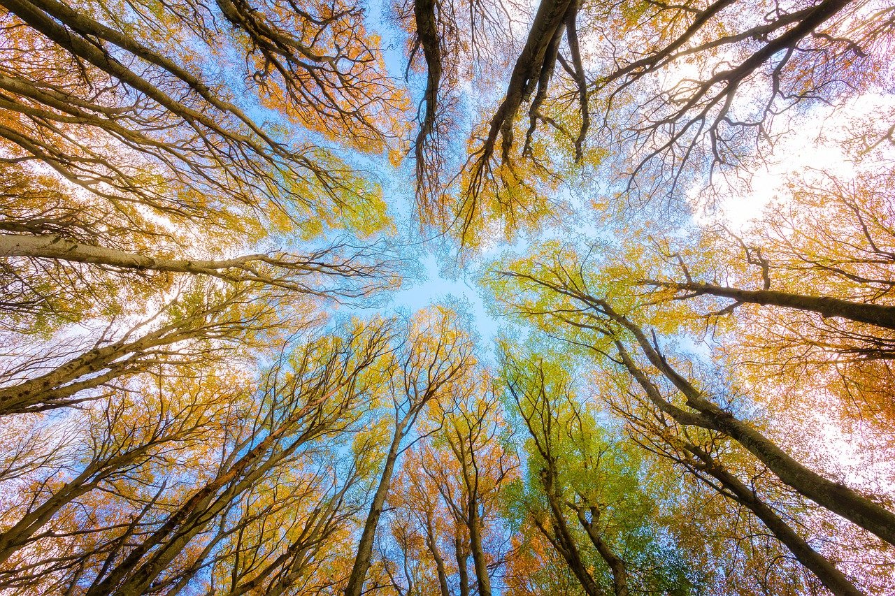 Alberi faggi montagna
