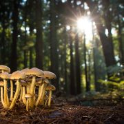 Una montagna di funghi: incontro con gli esperti