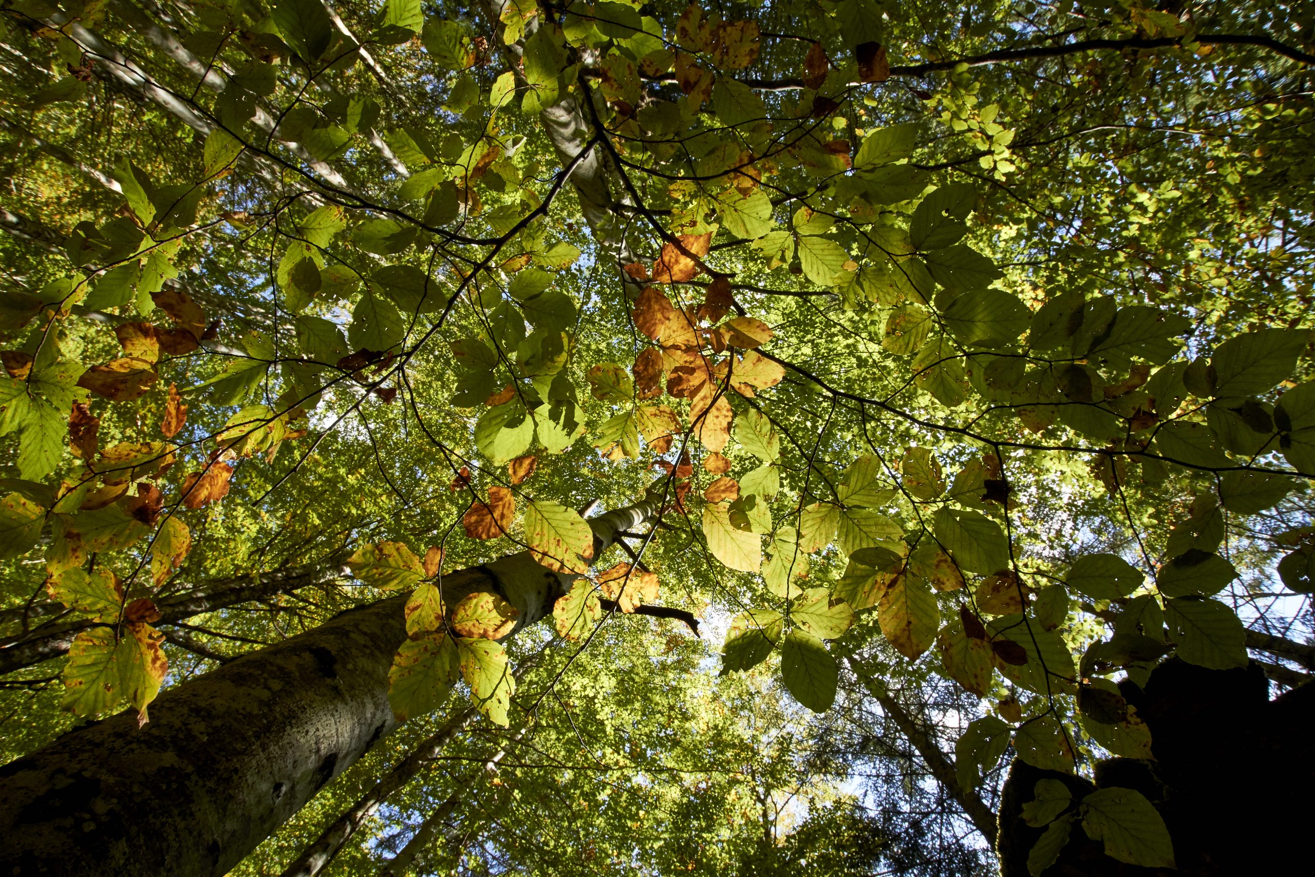 Ecomuseo della Montagna Pistoiese Ecomuseo della Montagna Pistoiese