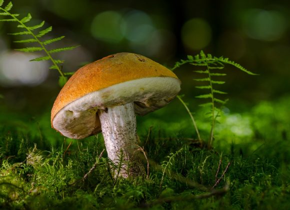 Funghi