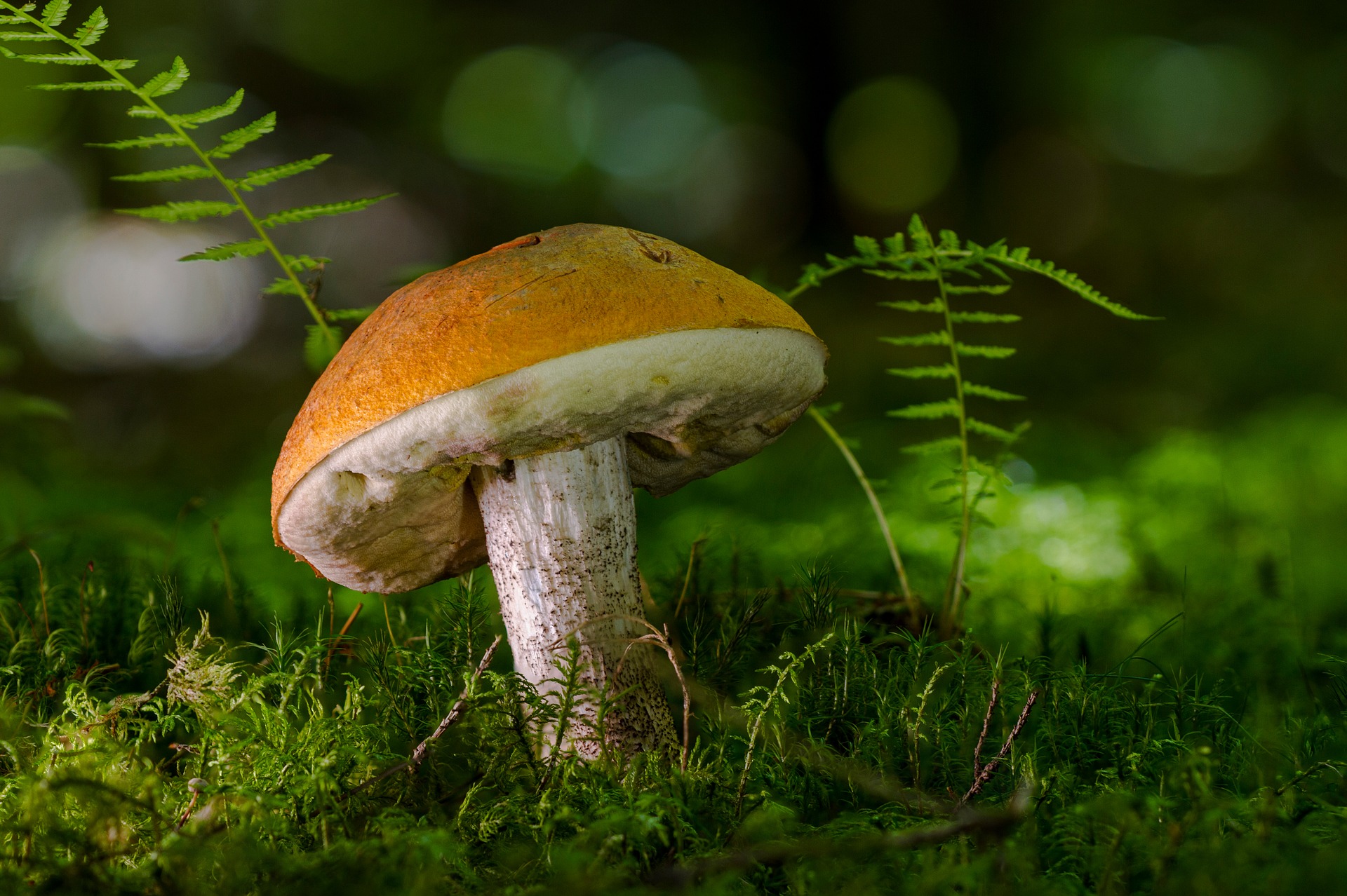 Funghi