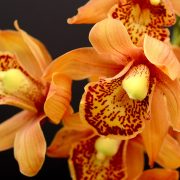 ORCHIdea mostra mercato