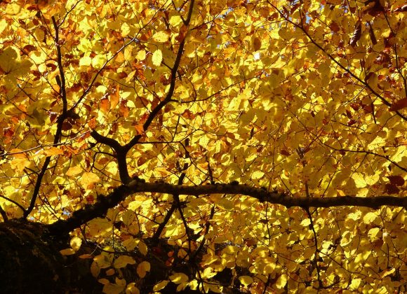 Tutti pazzi per il foliage sulla Montagna Pistoiese