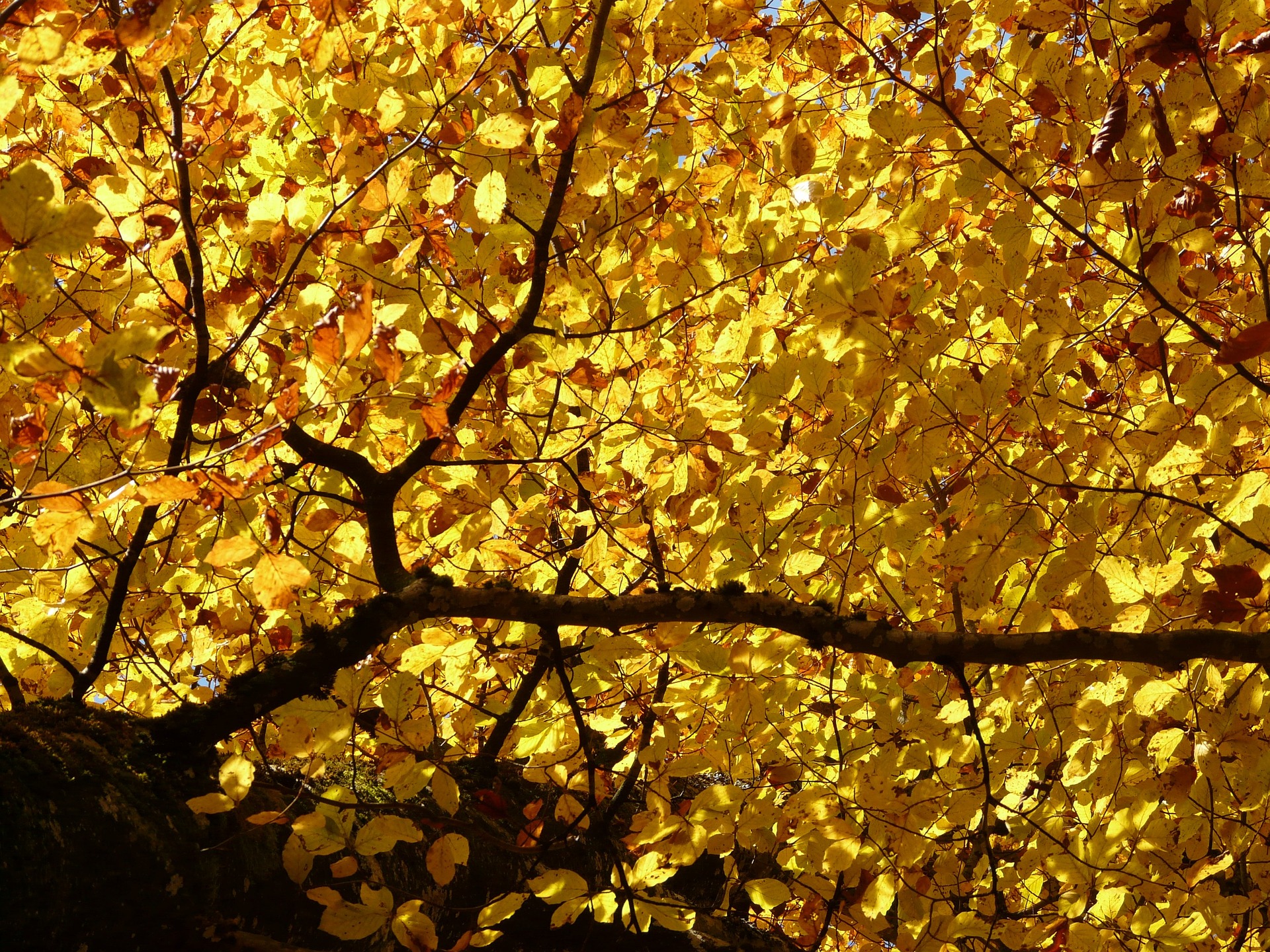 Tutti pazzi per il foliage sulla Montagna Pistoiese