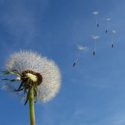 I Lotti. Una famiglia pistoiese di giardinieri e orticultori