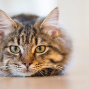 Spettacolo: Ma il gatto… dov’è?