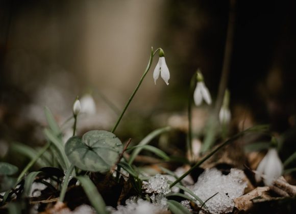 Il risveglio del sottobosco Il risveglio del sottobosco