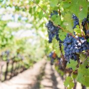 Bambini vignaioli per un giorno Bambini vignaioli per un giorno