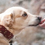 Attività cinofile a Calamecca