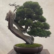 Mostra del bonsai di Prunetta – 2023