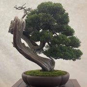 Prunetta bonsai –