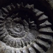 La spirale del tempo. Ammoniti e minerali