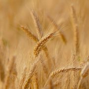 Festa della Battitura del Grano 2024