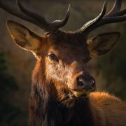 La foresta di Acquerino di Samuele Pesce