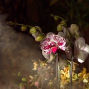 ORCHidea. Mostra mercato 2024