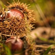 Cutigliano: Rassegna della castanicoltura