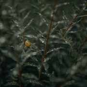 La Querciola e Casa di Zela