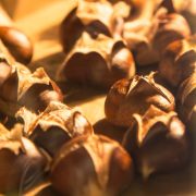 Castagnata alla Doganaccia