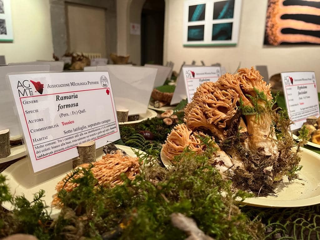 Ecomuseo della Montagna Mostra Mykes
