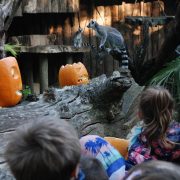 Appuntamenti mostruosi al Giardino Zoologico