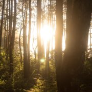 Festa dell’Albero a Quarrata