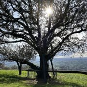 Camminando per sentieri – Natura e paesaggi del Montalbano