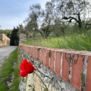 Camminando per Sentieri – Colle a Spazzavento