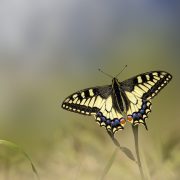 Butterfly di Alberto Vivarelli