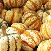 Alla ricerca del bosco zuccoso