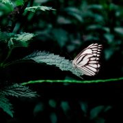 Alberto Vivarelli presenta Butterfly